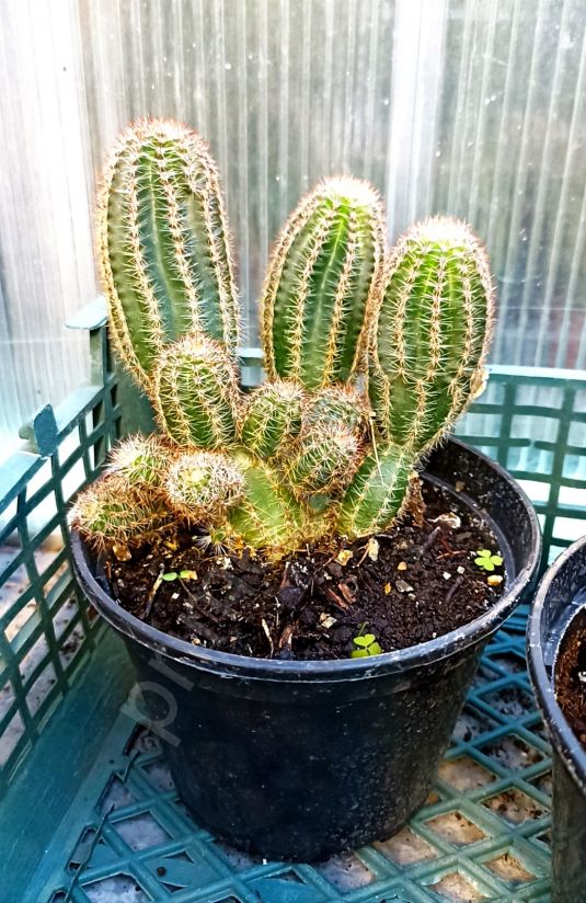 Кактус Эхиноцереус Рейхенбаха