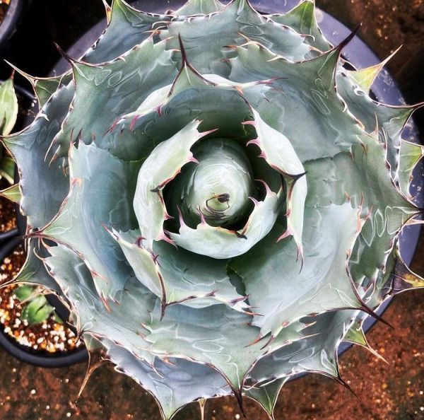 Agave parrasana (Агава паррасская)