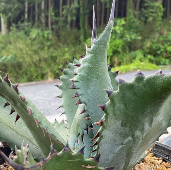 Agave salmiana (Агава сальмианская)