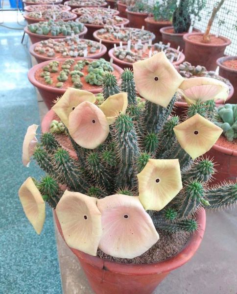 Hoodia gordonii (Худия Гордония)