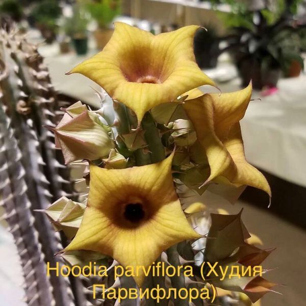 Hoodia parviflora (Худия Парвифлора)