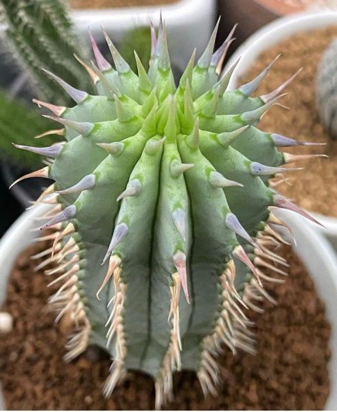 Hoodia parviflora (Худия Парвифлора)