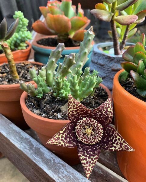 Orbea, Stapelia variegata (Орбея, Стапелия пестрая)