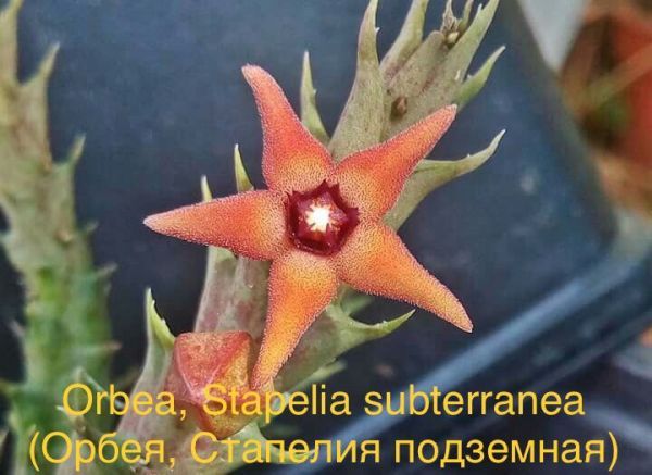 Orbea, Stapelia subterranea (Орбея, Стапелия подземная)