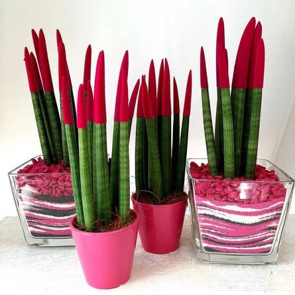 Sansevieria cylindrica (Сансевиерия цилиндрическая)