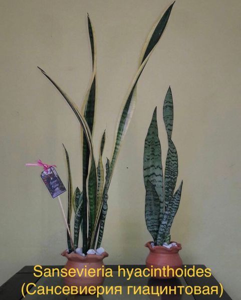 Sansevieria hyacinthoides (Сансевиерия гиацинтовая)