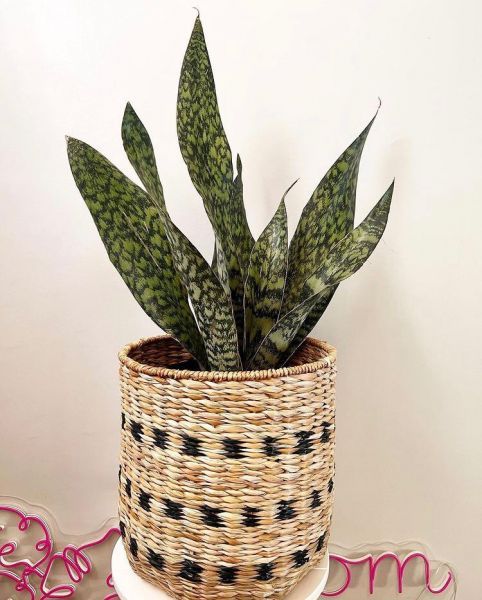 Sansevieria hyacinthoides (Сансевиерия гиацинтовая)