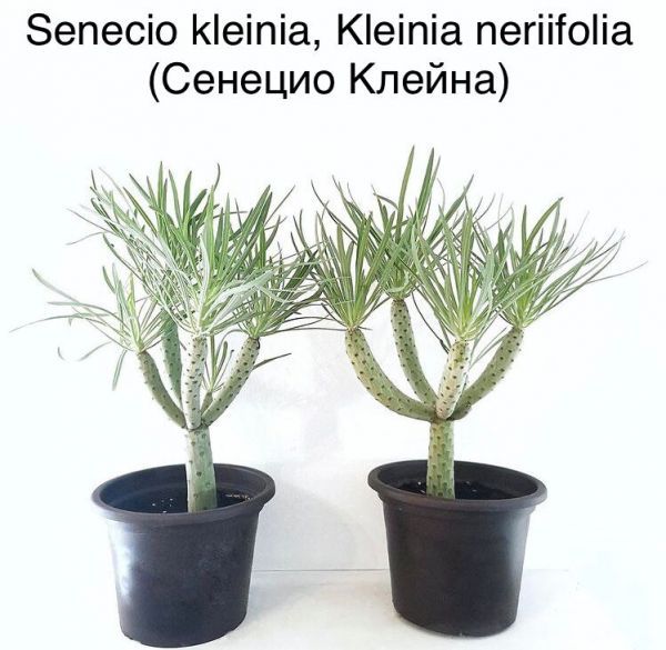 Senecio kleinia, Kleinia neriifolia (Сенецио Клейна)