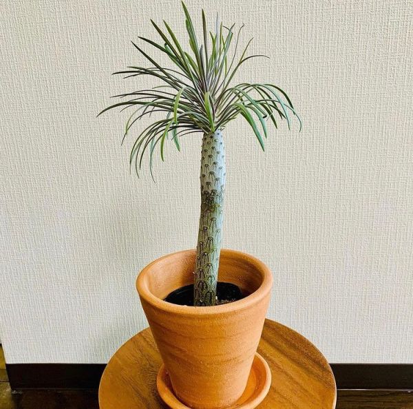 Senecio kleinia, Kleinia neriifolia (Сенецио Клейна)