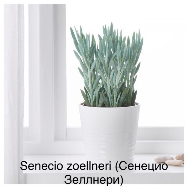 Senecio zoellneri (Сенецио Зеллнери)