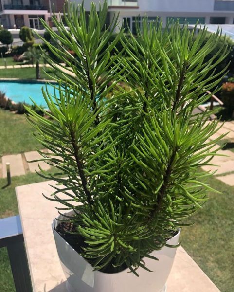 Senecio barbertonicus (Сенецио Барбертоникус)