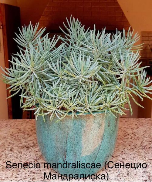 Senecio mandraliscae (Сенецио Мандралиска)