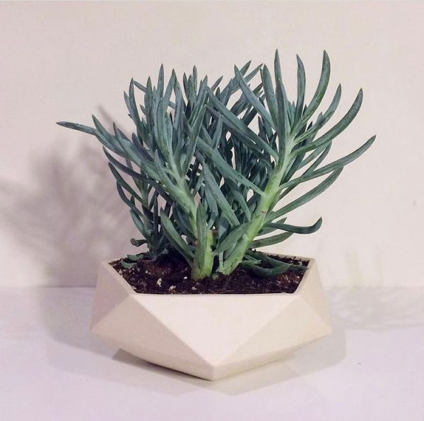 Senecio mandraliscae (Сенецио Мандралиска)