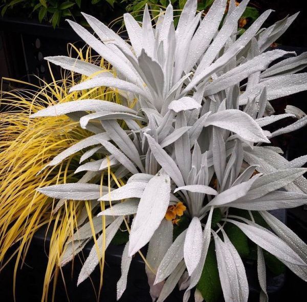 Senecio niveoaureus (Сенецио белоснежно-золотой)