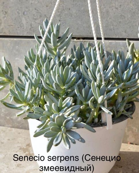 Senecio serpens (Сенецио змеевидный)