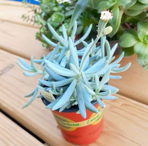 Senecio serpens (Сенецио змеевидный)