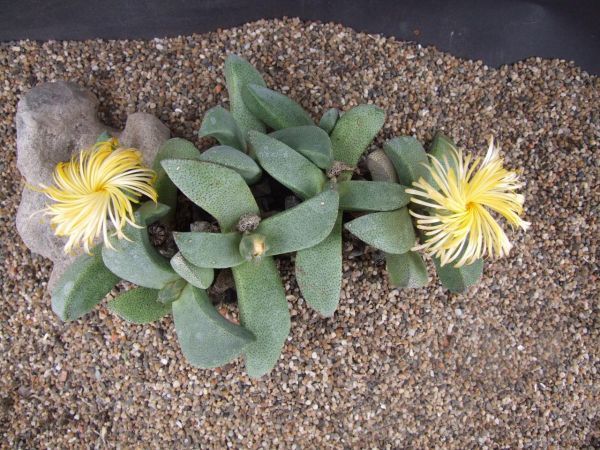 Pleiospilos magnipunctatus (Плейоспилос Магнипунктатус)