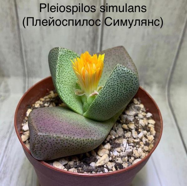 Pleiospilos simulans (Плейоспилос Симулянс)