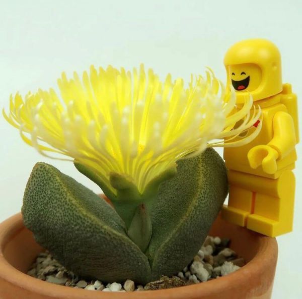 Pleiospilos simulans (Плейоспилос Симулянс)