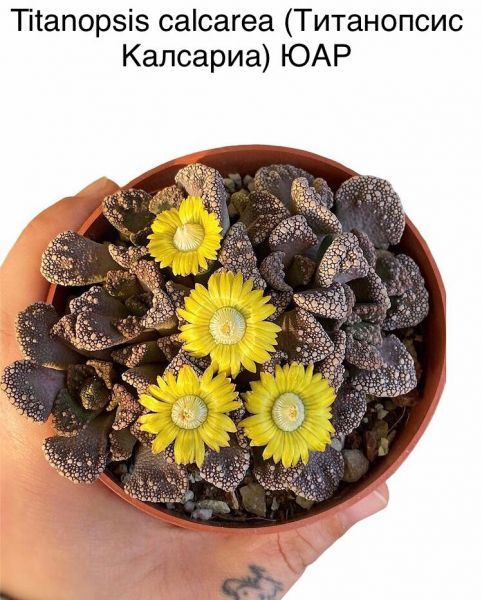 Titanopsis calcarea (Титанопсис Калсариа) ЮАР