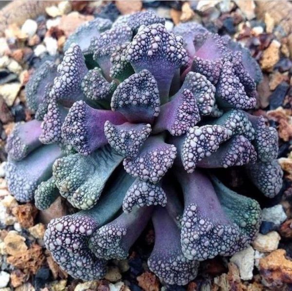 Titanopsis calcarea (Титанопсис Калсариа) ЮАР