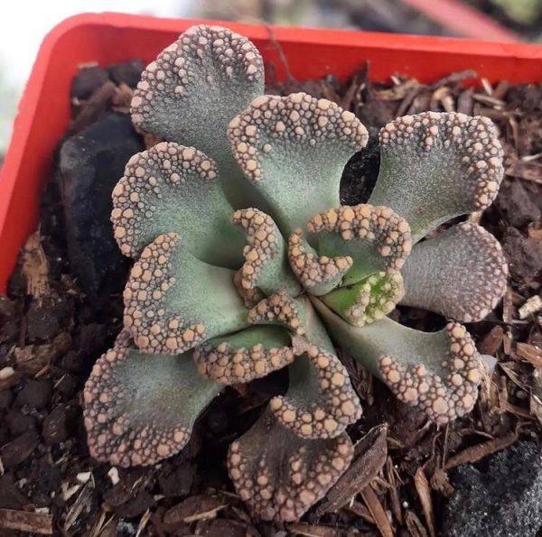 Titanopsis calcarea (Титанопсис Калсариа) Европа