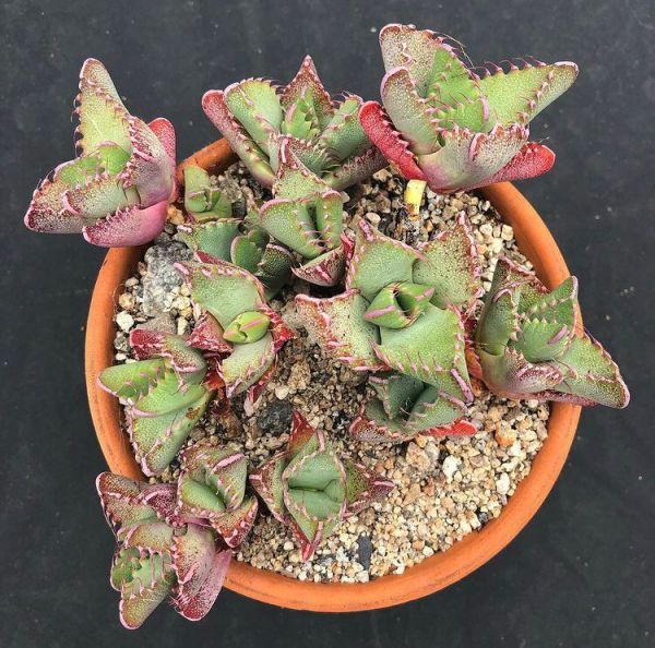 Faucaria tigrina (Фаукария Тигрина)