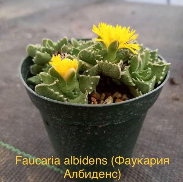 Faucaria albidens (Фаукария Албиденс)