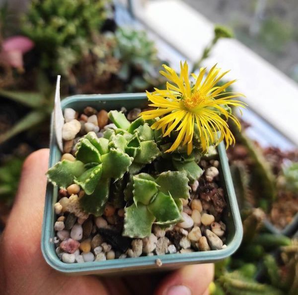 Faucaria albidens (Фаукария Албиденс)