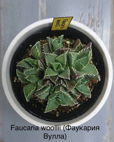 Faucaria woollii (Фаукария Вулла)