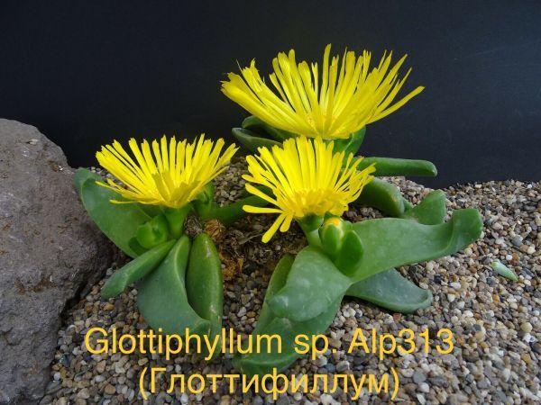 Glottiphyllum sp. Alp313 (Глоттифиллум)