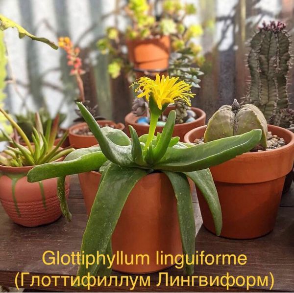 Glottiphyllum linguiforme (Глоттифиллум Лингвиформ)