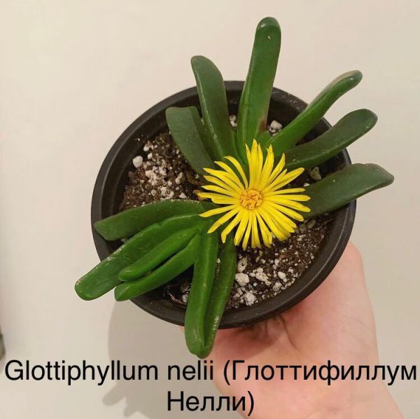 Glottiphyllum nelii (Глоттифиллум Нелли)