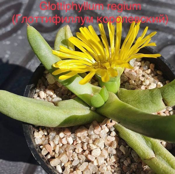 Glottiphyllum regium (Глоттифиллум королевский)