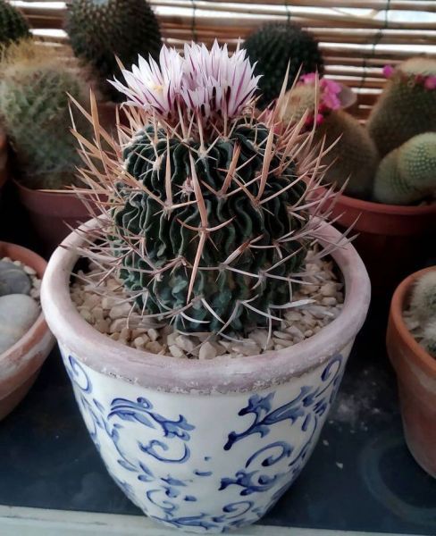 Echinofossulocactus multicostatus (Эхинофоссулокактус Мультикостатус)