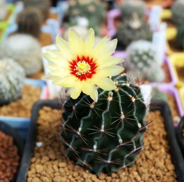 Hamatocactus setispinus (Хаматокактус щетинкоколючковый, Гамокактус Сетиспинус)