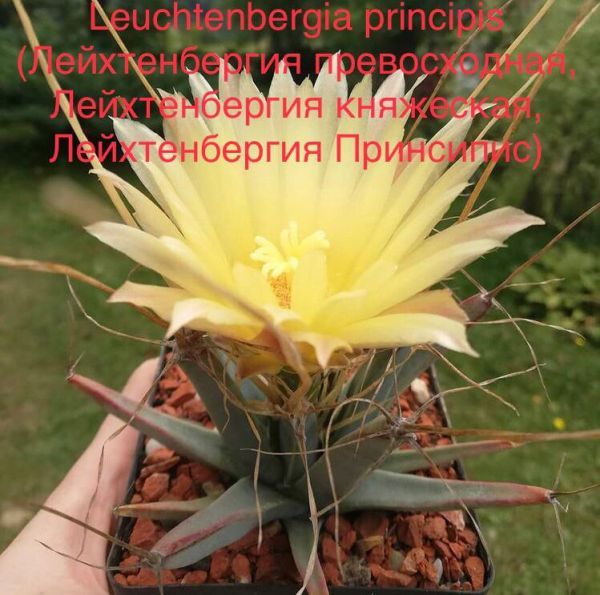 Leuchtenbergia principis (Лейхтенбергия превосходная, Лейхтенбергия княжеская, Лейхтенбергия Принсипис)