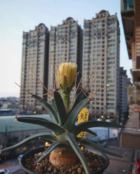 Leuchtenbergia principis (Лейхтенбергия превосходная, Лейхтенбергия княжеская, Лейхтенбергия Принсипис)