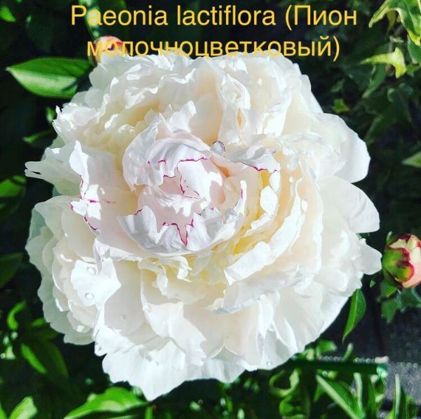 Paeonia lactiflora (Пион молочноцветковый)