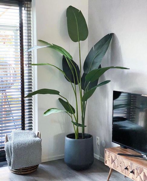 Strelitzia nicolai (Стрелитция Николая)