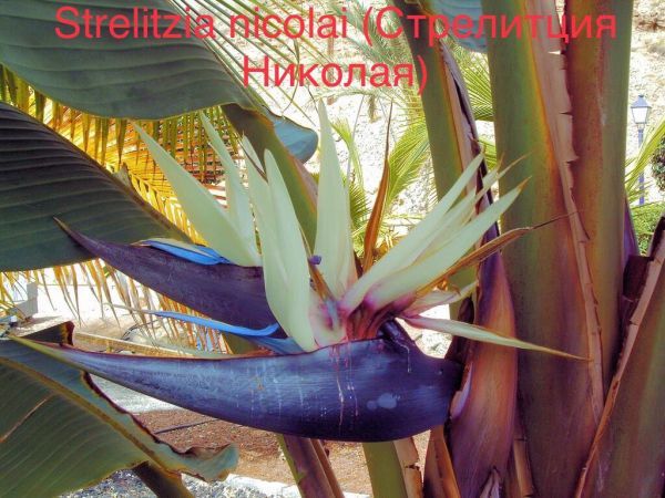 Strelitzia nicolai (Стрелитция Николая)