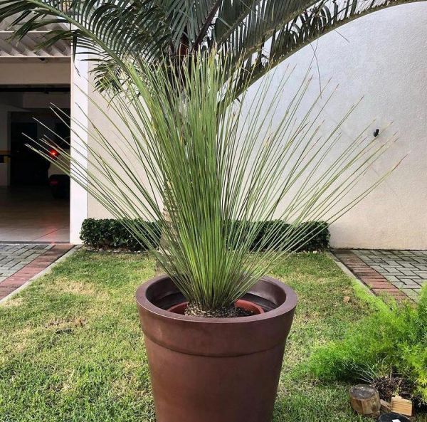 Dasylirion longissimum (Дазилирион Лонгиссимум)