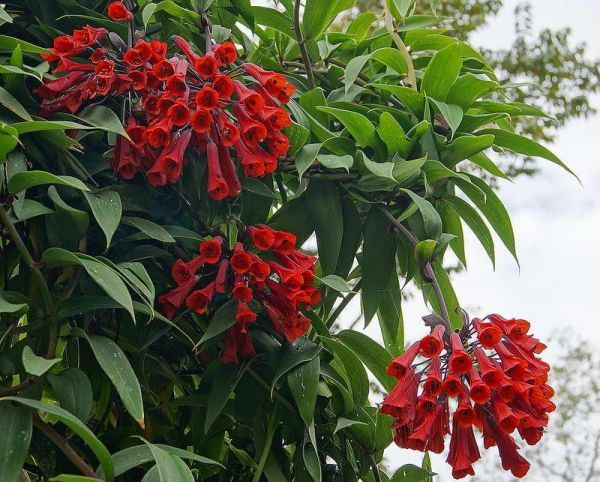 Bomarea salsilla (Бомарея Сальсилья)