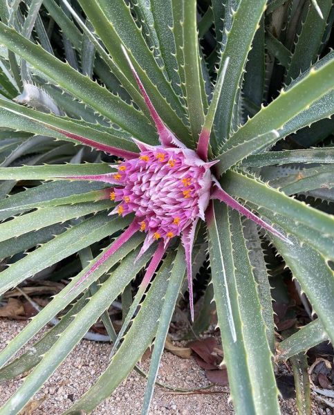 Ochagavia carnea (Очагавия Карнеа)