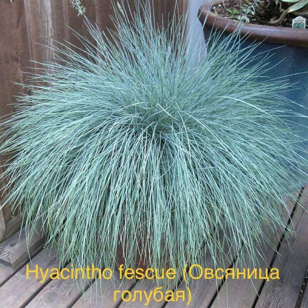 Hyacintho fescue (Овсяница голубая)