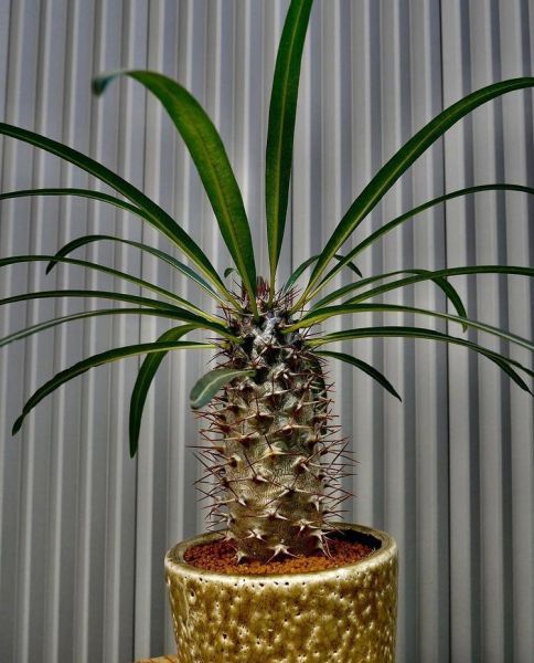 Pachypodium geayi (Пахиподиум Жайи)