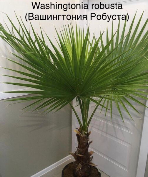 Washingtonia robusta (Вашингтония Робуста)