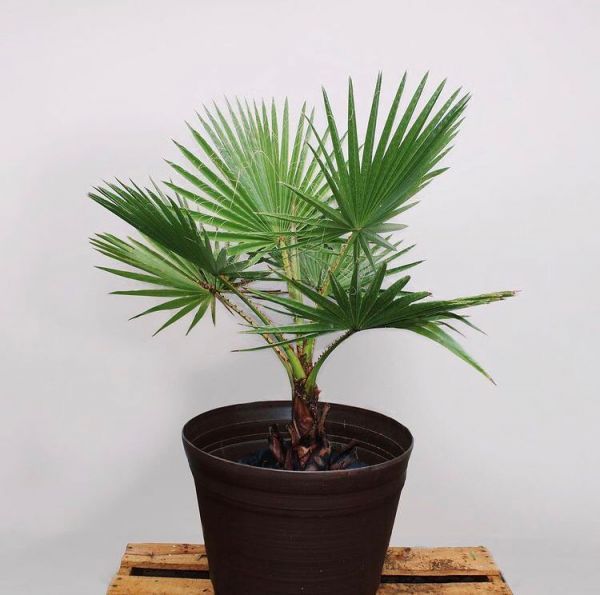 Washingtonia robusta (Вашингтония Робуста)