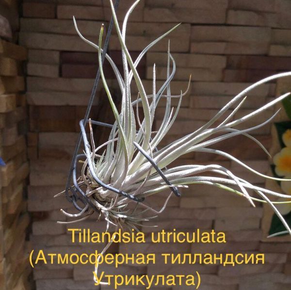 Tillandsia utriculata (Атмосферная тилландсия Утрикулата)