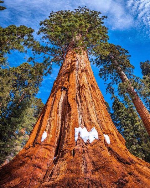 Sequoia (Секвойя)